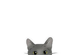 Peeper Sticker: GRAY CAT