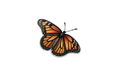 STICKER: BUTTERFLY - OzDecalz