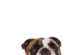 STICKER: BULLDOG