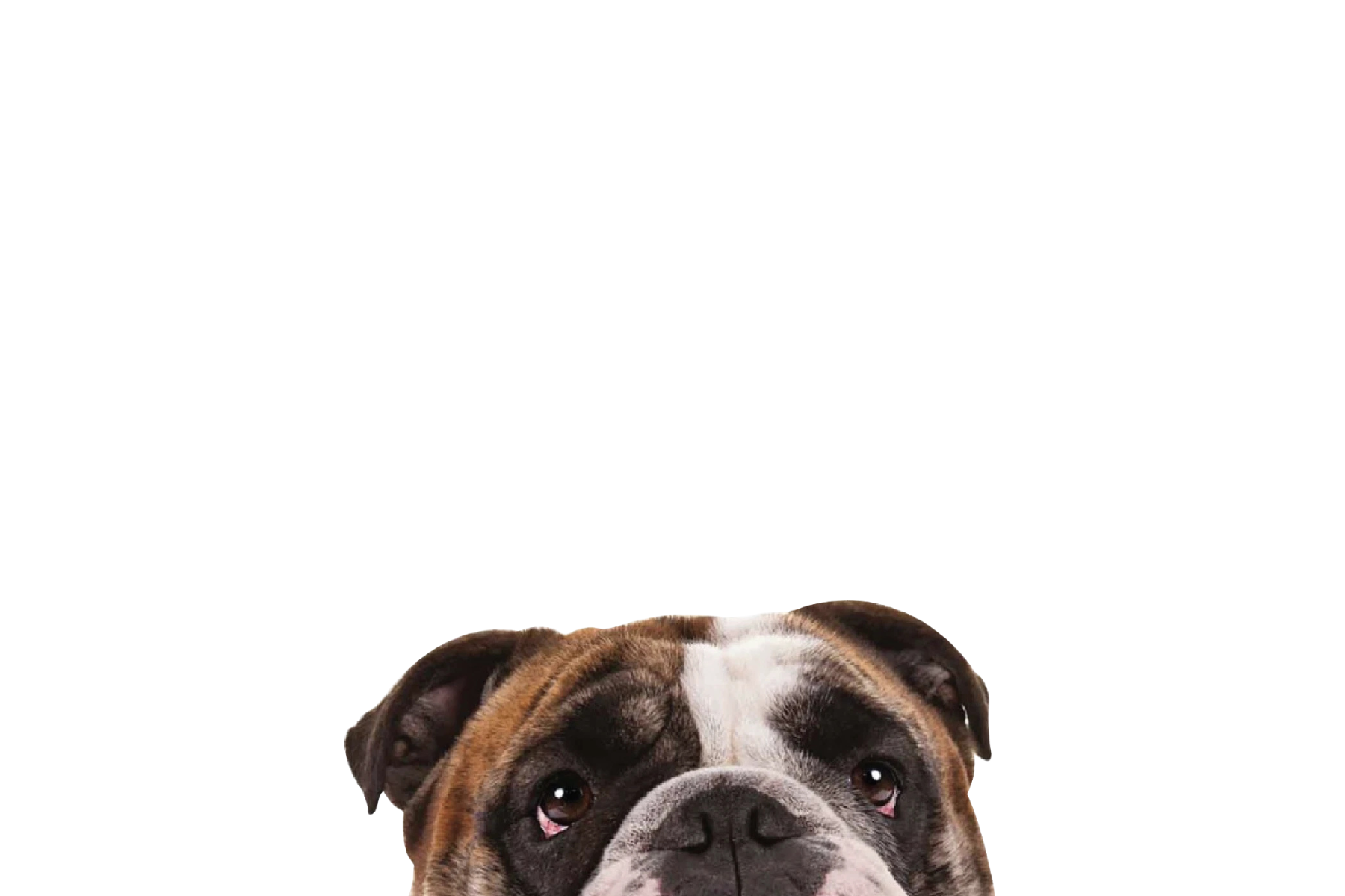 STICKER: BULLDOG
