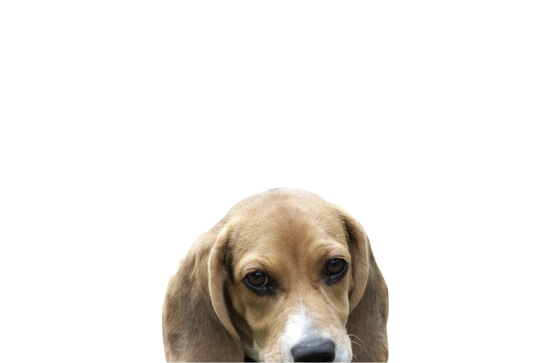 STICKER: BEAGLE