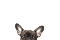 STICKER: FRENCH BULLDOG