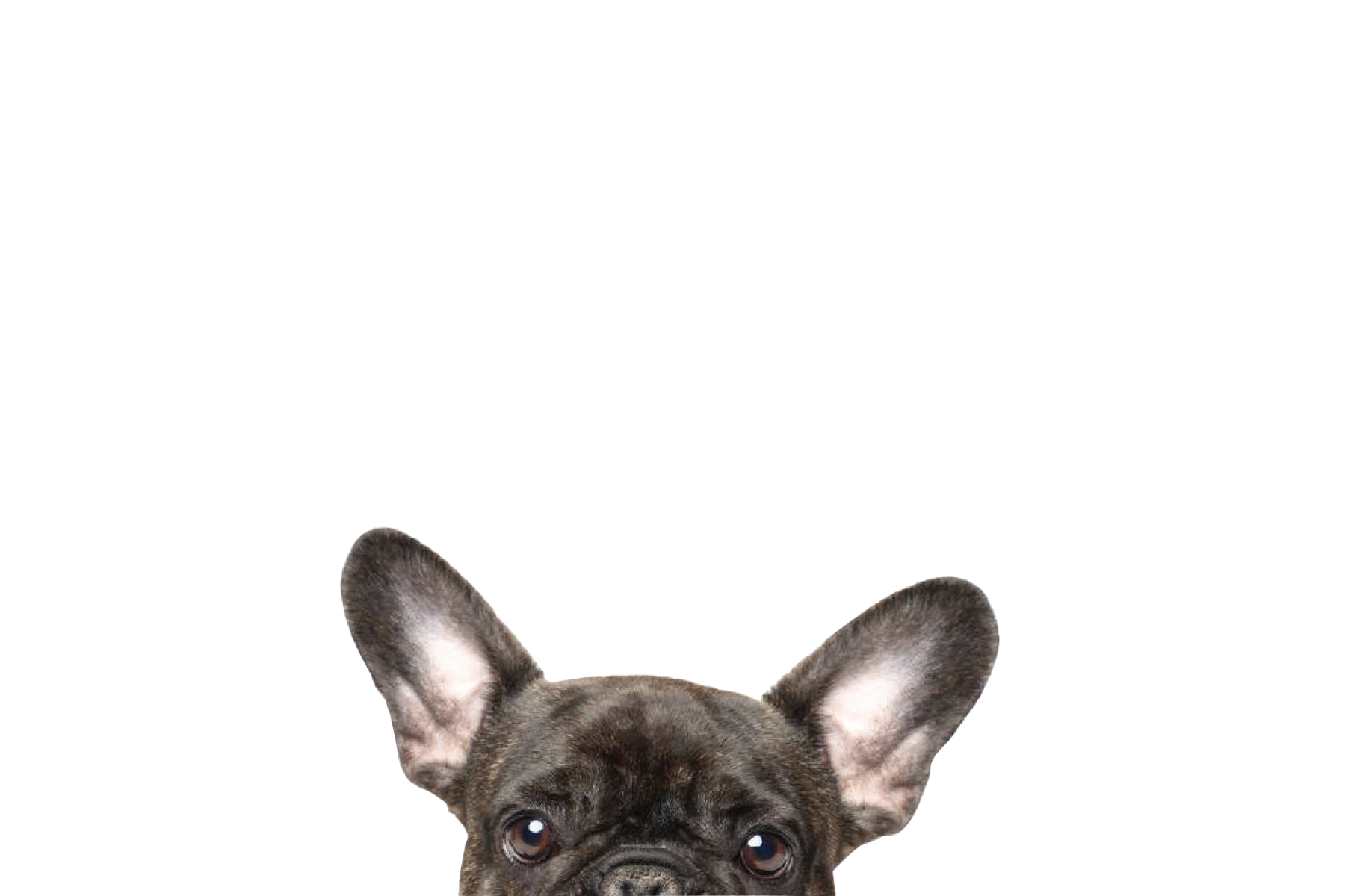 STICKER: FRENCH BULLDOG