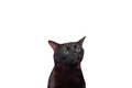 STICKER: ZONED OUT CAT