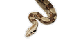 STICKER: SNAKE