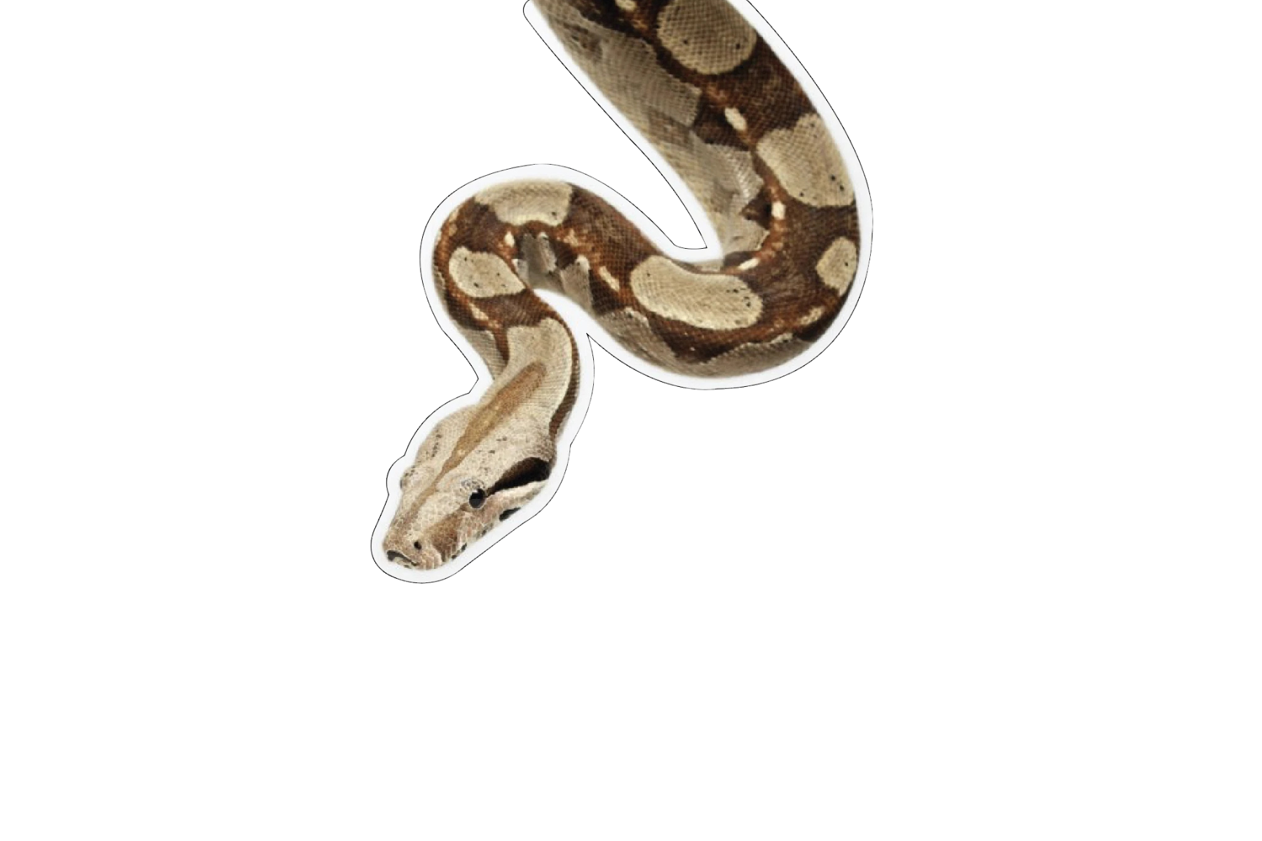 STICKER: SNAKE