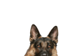 STICKER: GERMAN SHERPARD