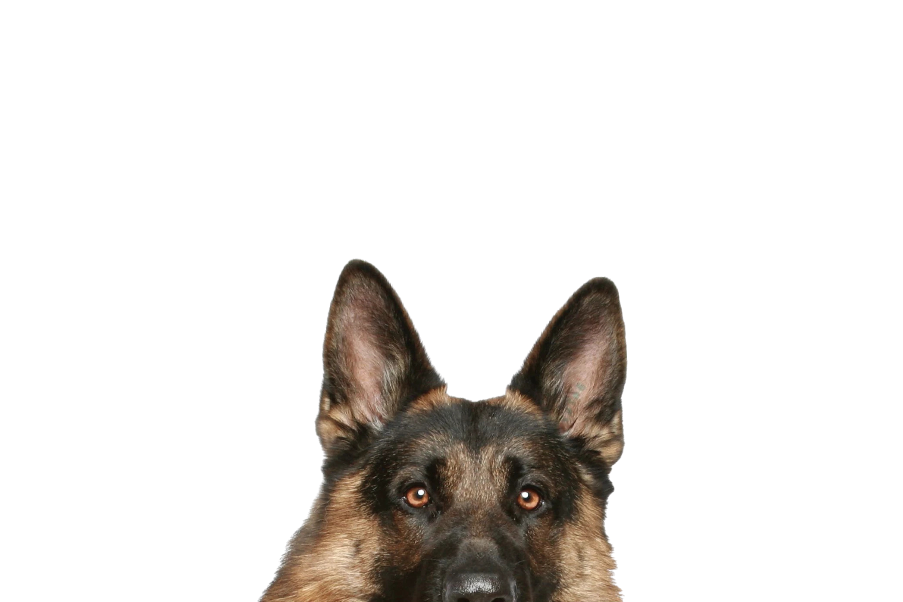 STICKER: GERMAN SHERPARD