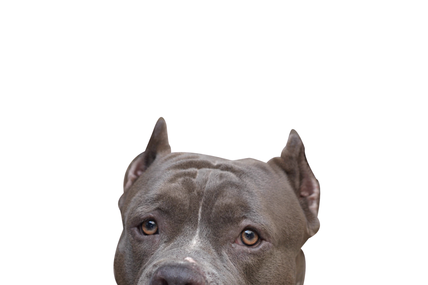 STICKER: PITBULL