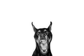 STICKER: DOBERMAN