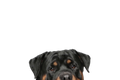 STICKER: ROTTWEILER