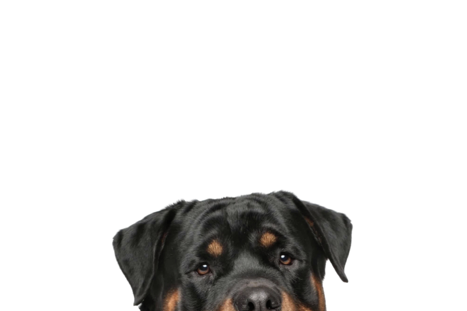 STICKER: ROTTWEILER