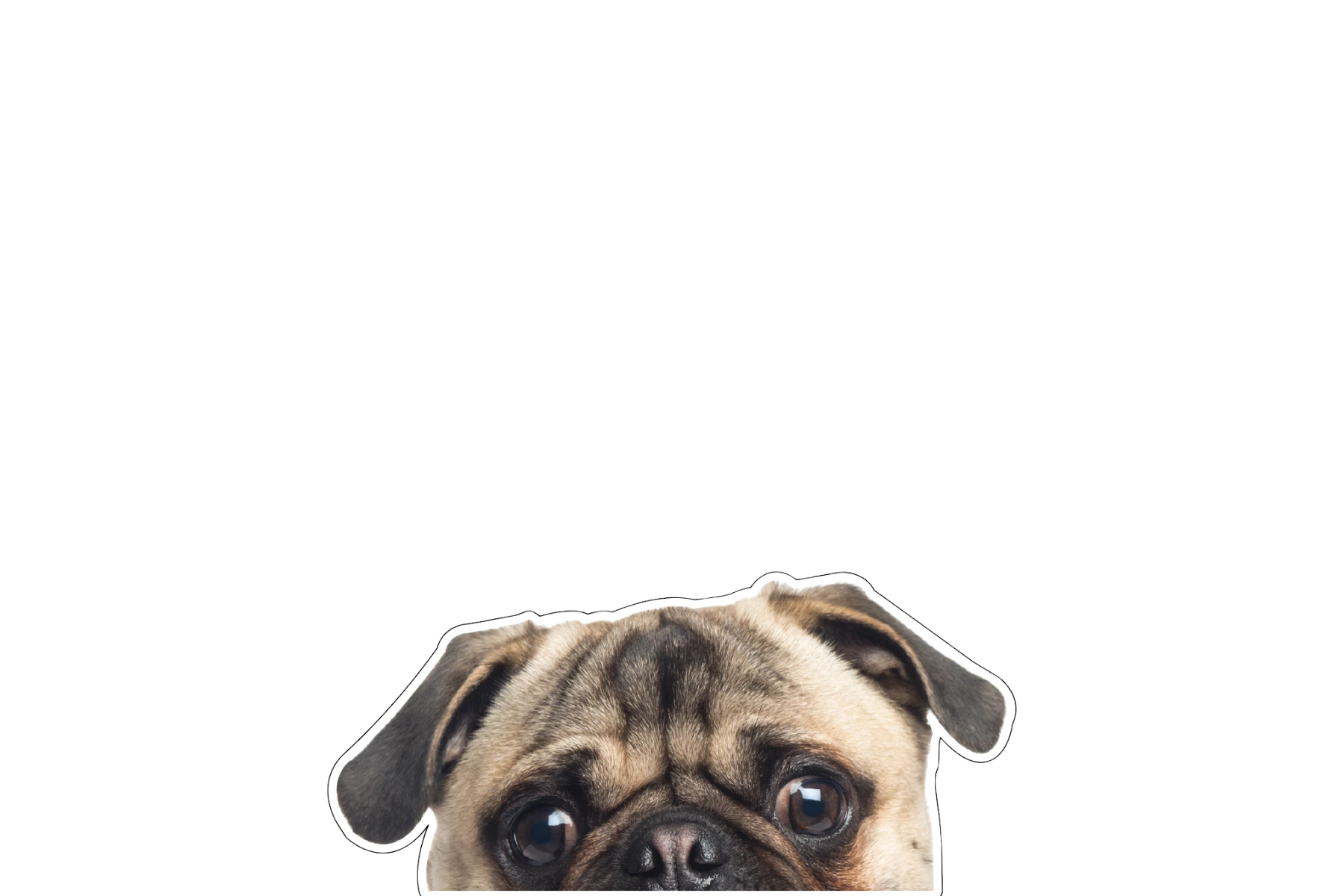 STICKER: PUG