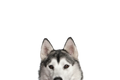 STICKER: SIBERIAN HUSKY