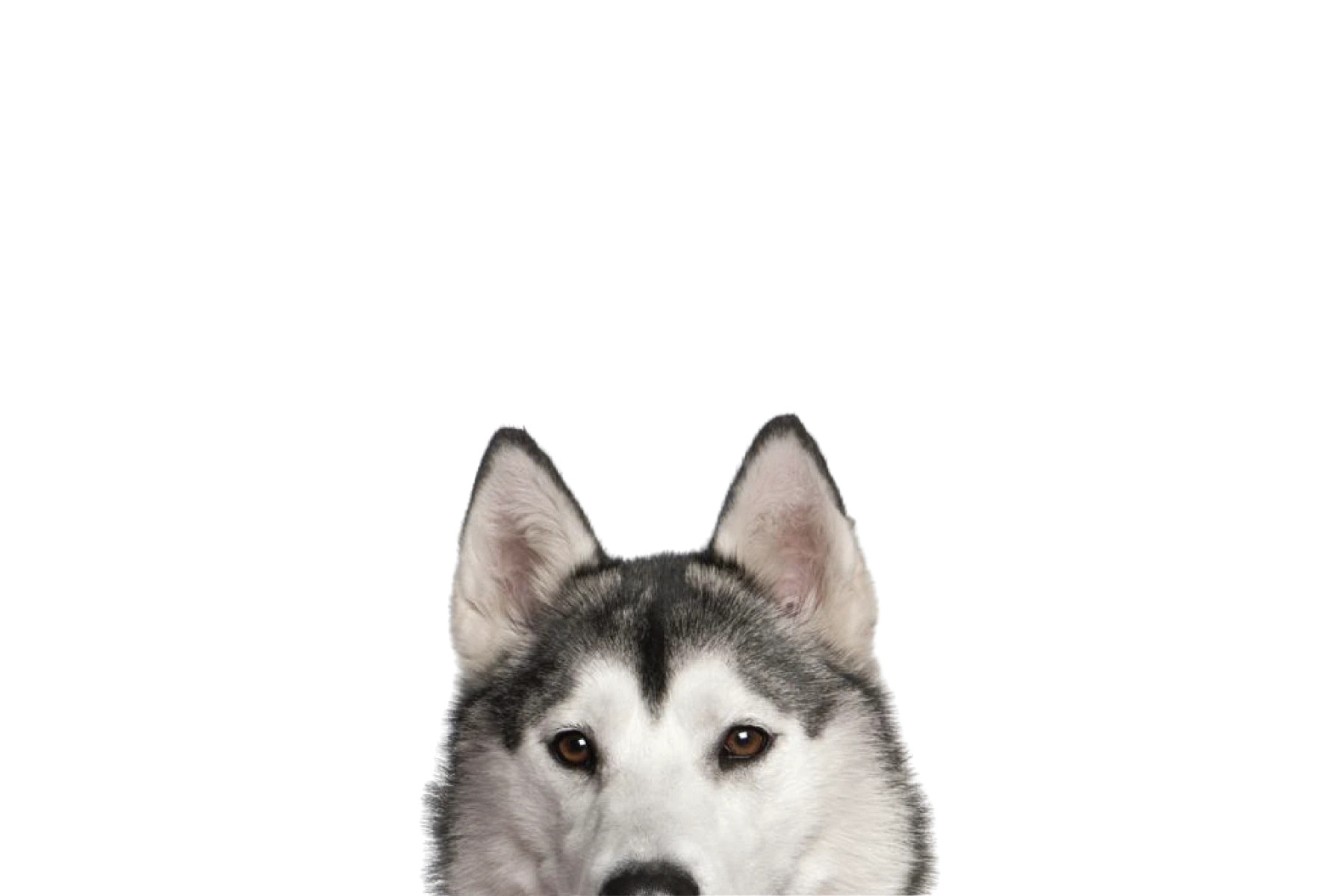 STICKER: SIBERIAN HUSKY