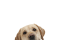 STICKER: LABRADOR RETREIVER