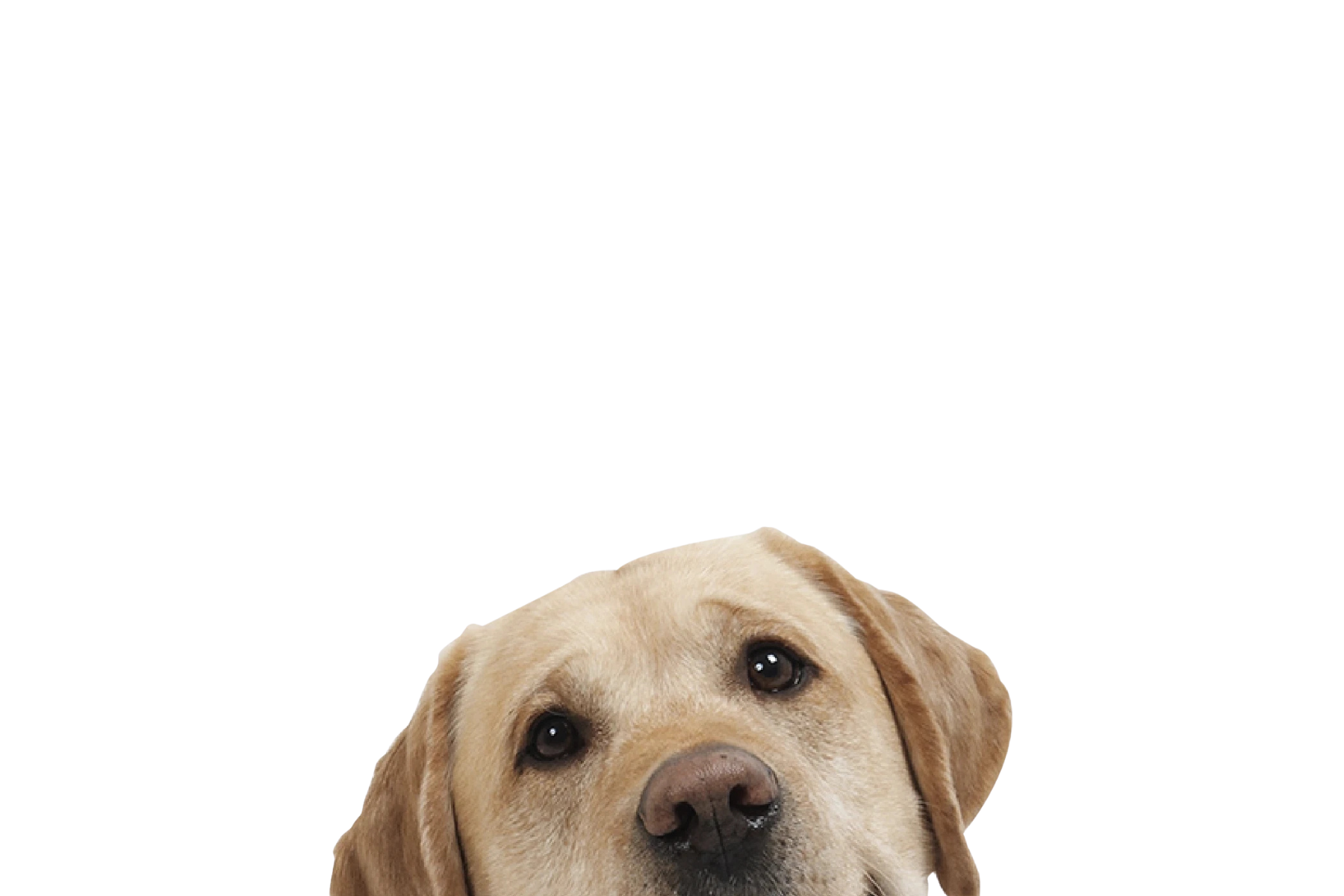 STICKER: LABRADOR RETREIVER