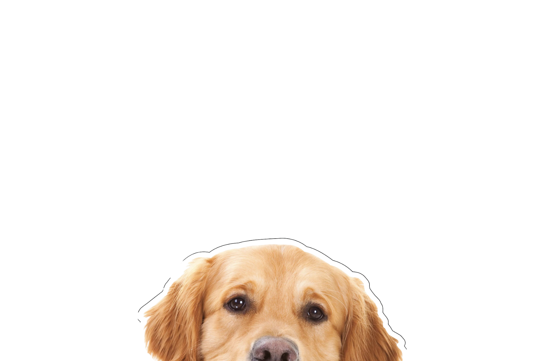 STICKER: GOLDEN RETRIEVER
