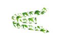 CARDO SKIN: BOTANICAL