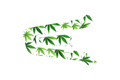 CARDO SKIN: LEAF CULTURE