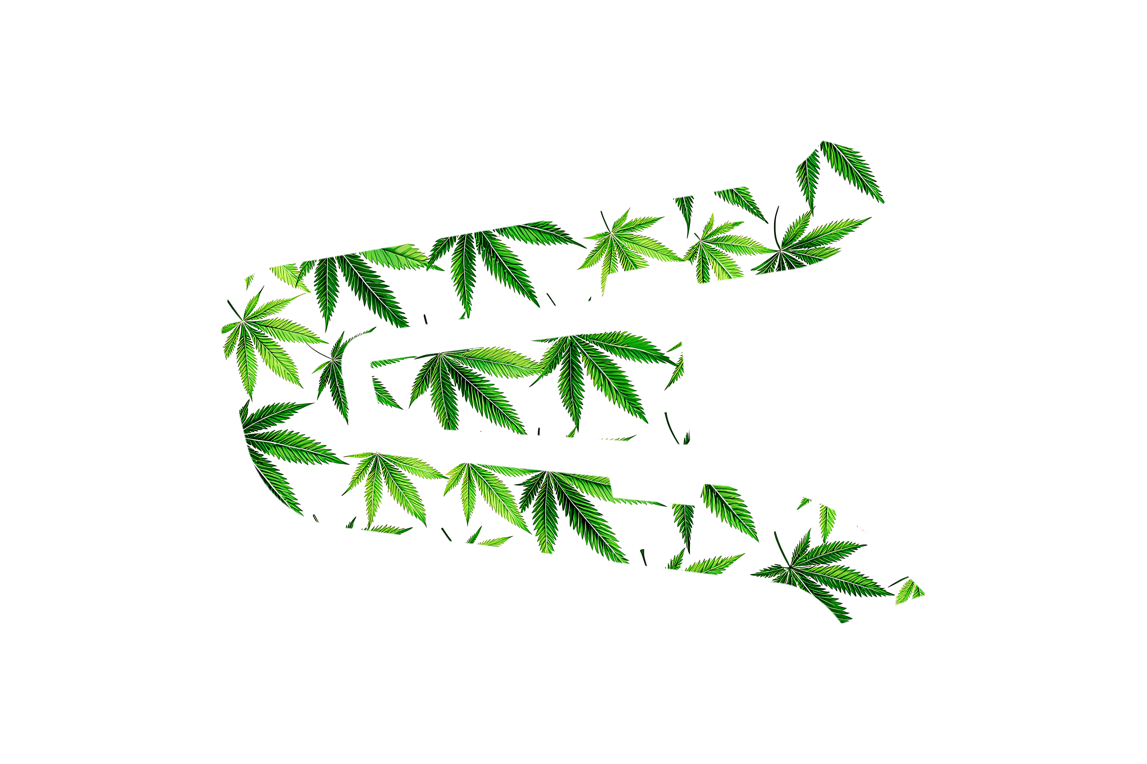 CARDO SKIN: LEAF CULTURE