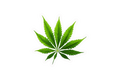 STICKER: LEAF - OzDecalz